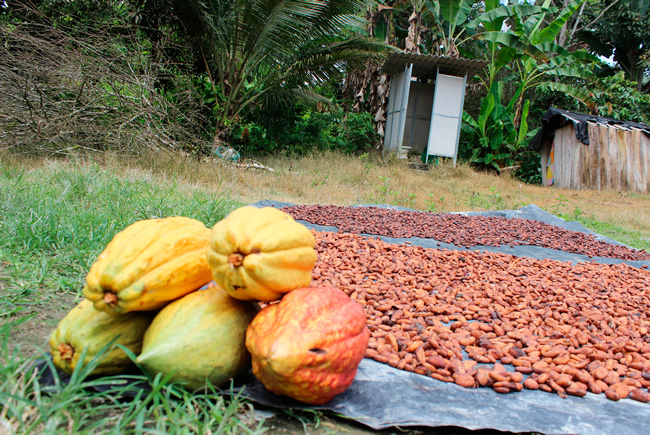 Cacao en Grano Seco Chocolate Tumaco