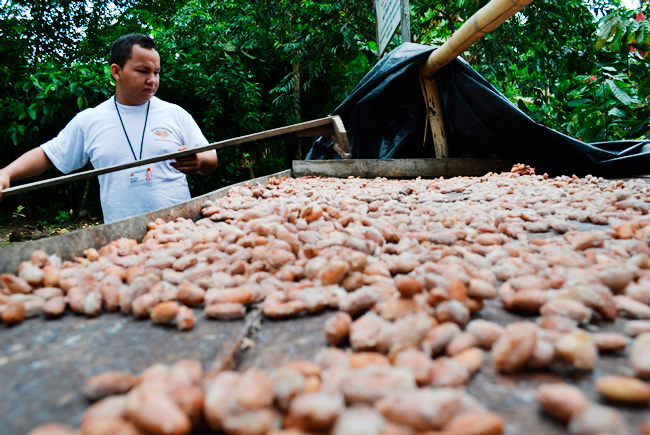 Cacao en Grano Seco Chocolate Tumaco